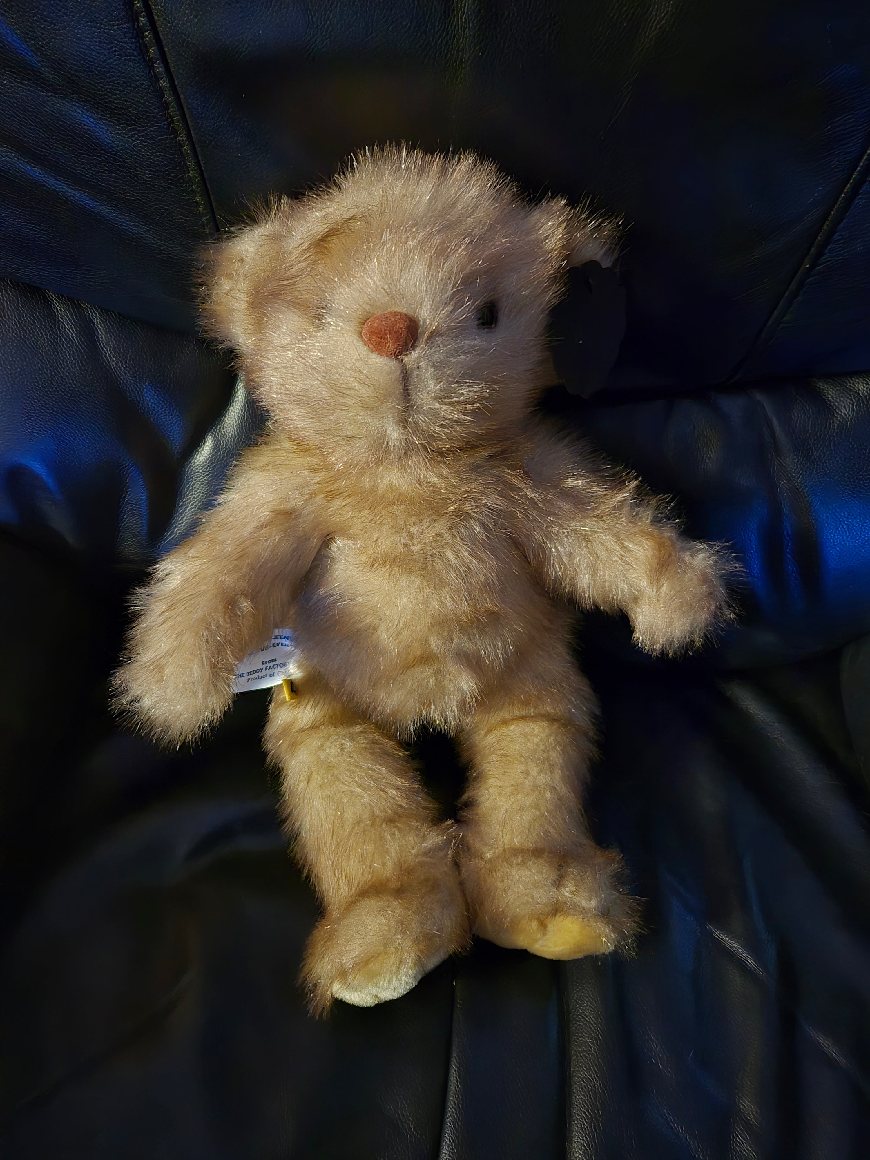 Brand New Fluffy Teddy